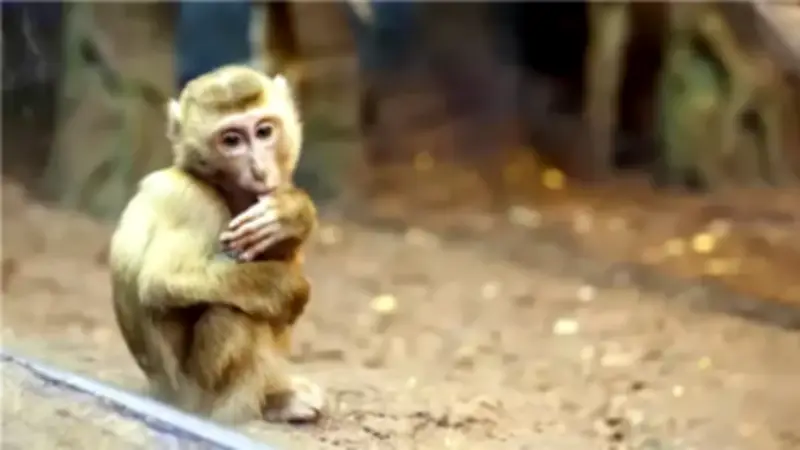 تفسير رؤية القرد في المنام: دلالات مخيفة ورسائل خفية تكشف أسرار الحياة