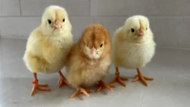 وزير الزراعة: استمرار تسخير الإمكانيات البحثية والخدمية لدعم الفلاح المصري