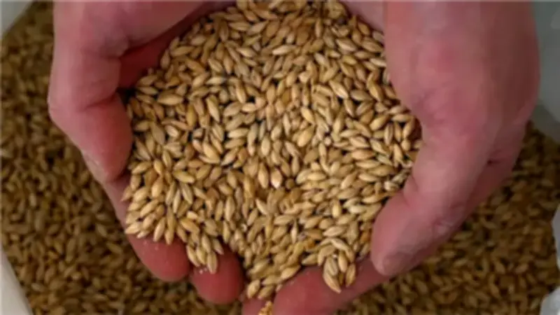 جولدمان ساكس يحذر من ارتفاع أسعار الحبوب عالميًا بسبب الحرب الإيرانية وتأثيرها على الأسمدة