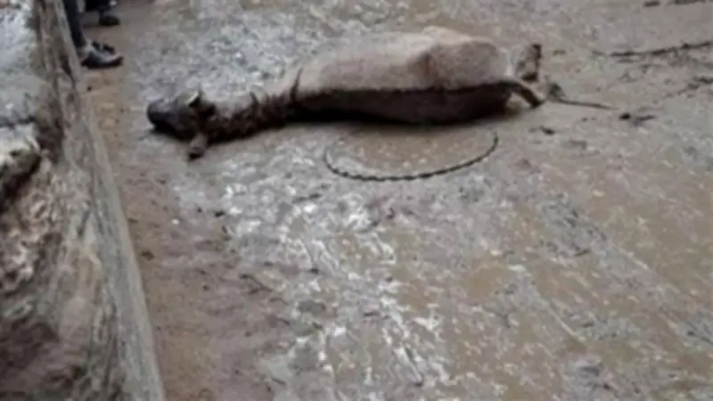 مأساة في الفيوم: نفوق بقرة وحمار ونجاة فلاح بأعجوبة بسبب ماس كهربائي ناتج عن الأمطار