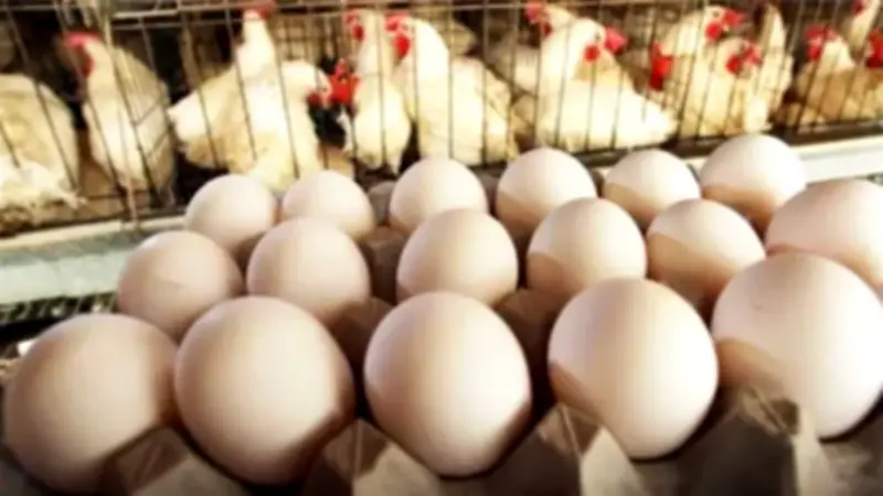 تراجع كبير في أسعار الدواجن والبيض بعد رمضان مع توقعات بزيادة الإنتاج المحلي