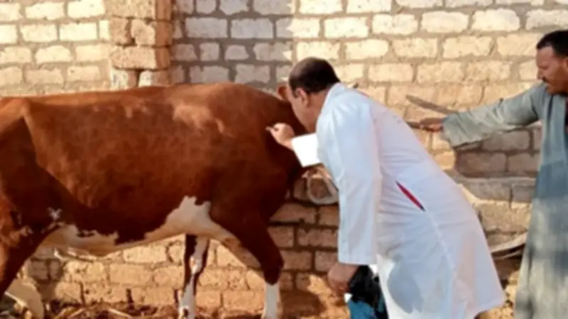 القليوبية تطلق حملة تحصين شاملة ضد الأمراض الوبائية في الثروة الحيوانية