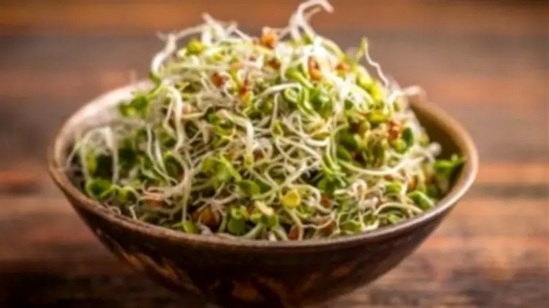 خبير تغذية يوضح فوائد الحلبة المنبتة الصحية ويحذر من فئات ممنوعة من تناولها