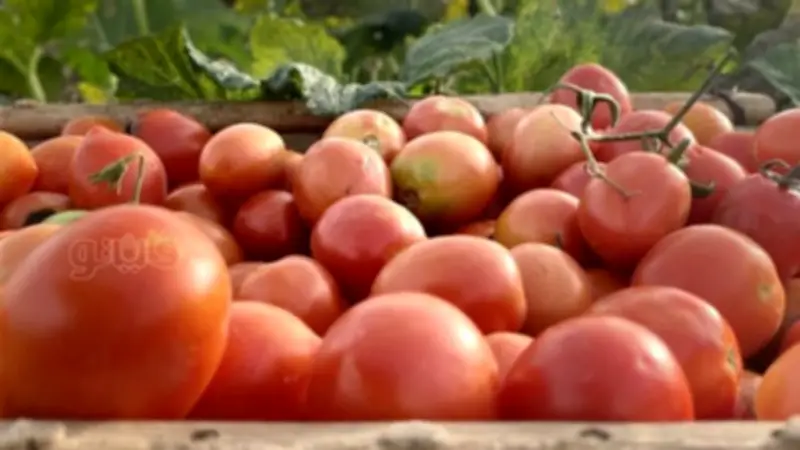 ارتفاع أسعار الطماطم في المنيا: مزارعون يكشفون أسباب الأزمة وتوقعات الانخفاض