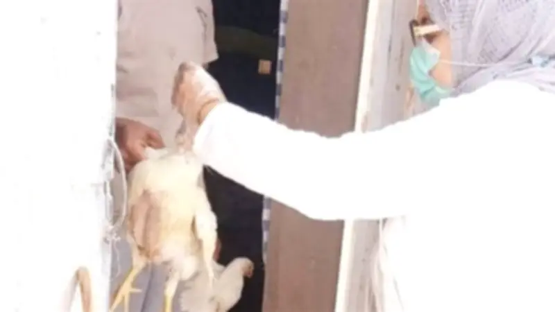 مديرية الطب البيطري بالوادي الجديد تنفذ حملات ميدانية لفحص الدواجن ومواجهة إنفلونزا الطيور
