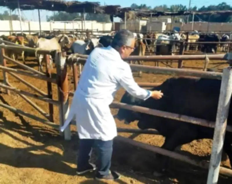 انطلاق الحملة القومية لتحصين الثروة الحيوانية في بني سويف ضد أمراض الجدري