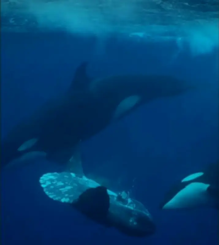 مشهد نادر في أعماق البحار: حيتان قاتلة تمزق سمكة قرش في المكسيك