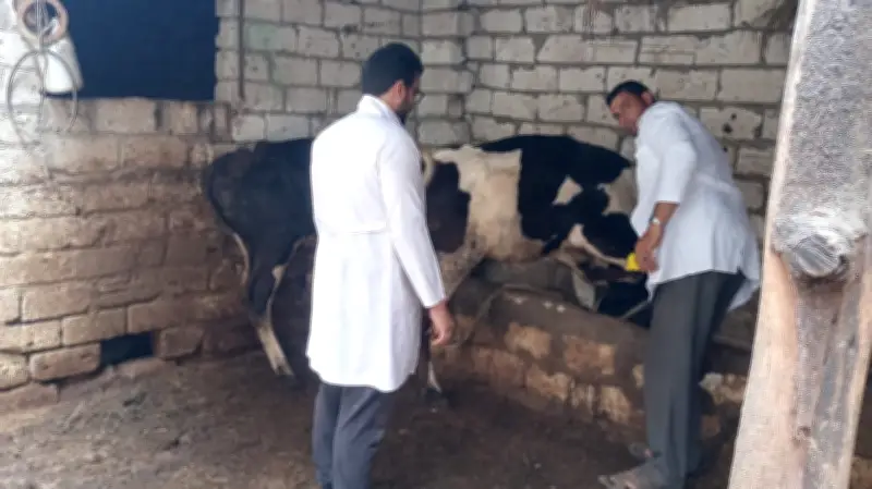 انطلاق الحملة القومية للتحصين البيطري ضد الجلد العقدي وجدري الأغنام بالبحيرة لمدة شهر