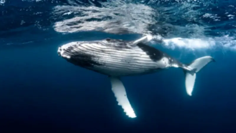 عودة حوت أحدب إلى المياه المفتوحة قرب بحر الشمال بألمانيا بعد إنقاذه