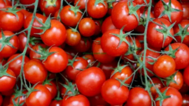 انخفاض كبير في أسعار الطماطم والخضراوات بسوق العبور اليوم