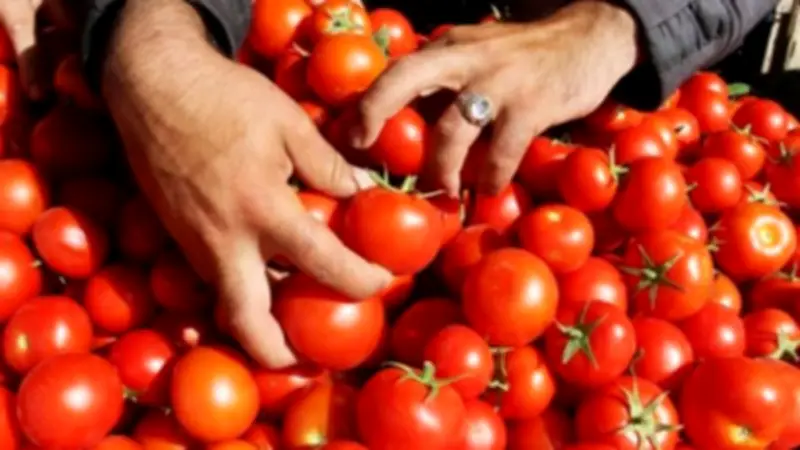 خبير زراعي يتوقع انخفاض أسعار الطماطم خلال شهر مع تحسن المعروض