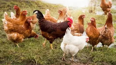 انخفاض أسعار الدواجن اليوم: البيضاء تسجل 105.5 جنيه للكيلو والبلدي 131 جنيها