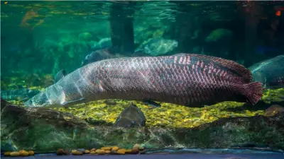 كنز بيولوجي مخفي في الأمازون.. نهر صغير يكشف عن 118 نوعاً نادراً من الأسماك