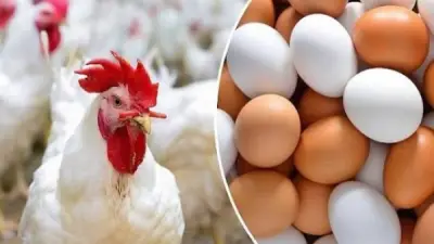 ارتفاع جديد في أسعار الدواجن اليوم الاثنين 12 رمضان.. زيادة 6 جنيهات للكيلو