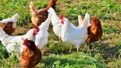 استقرار أسعار الدواجن في عيد الفطر: البيضاء تصل إلى 125 جنيها للكيلو