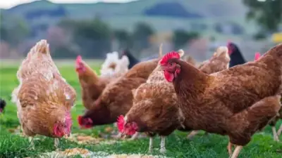 ارتفاع أسعار الدواجن اليوم: البلدي يسجل 129 جنيهاً للكيلو في رمضان