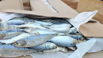 ضبط 1380 كيلو أسماك فاسدة في حملة تموينية موسعة بمحافظة الفيوم