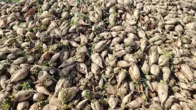 مدير زراعة بورسعيد يعلن بدء حصاد 167 فدانًا من بنجر السكر في المحافظة