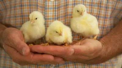 بورصة الدواجن اليوم: الكتكوت الأبيض يتراوح بين 20 و26 جنيهاً في تحديثات الأربعاء