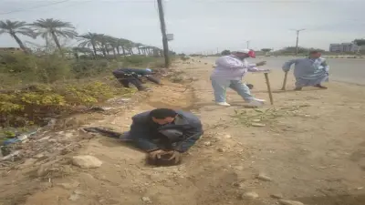 مطاي بالمنيا تزرع 44 شتلة جديدة ضمن مبادرة 100 مليون شجرة لتعزيز البيئة