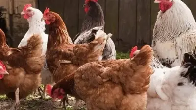 انخفاض أسعار الدواجن يصل إلى 5 جنيهات للكيلو اليوم السبت 28 مارس 2026