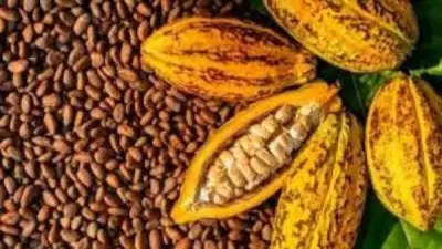 كوت ديفوار تخفض سعر الكاكاو للمزارعين بنسبة 57% لمواجهة أزمة السوق العالمية