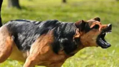 كلب يعقر 8 أشخاص بينهم 5 أطفال في ميت غمر بالدقهلية