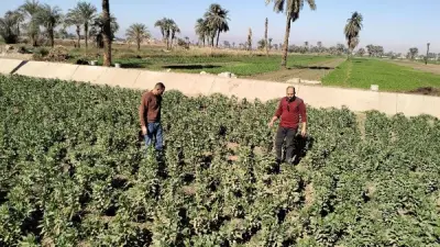 وزارة الزراعة المصرية تؤكد: لا تأثير للحرب على إيران على صادراتنا الزراعية