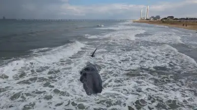 ظهور حوت عنبر نافق على سواحل غزة يثير تساؤلات بيئية وصحية