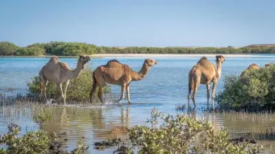 مين زينا محمية وادي الجمال: جنة طبيعية على أرض مصر تستحق الزيارة