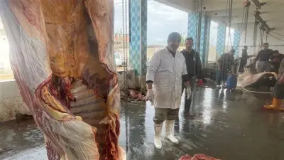 إعدام بقرة مصابة بالسل في مجزر كفر سعد بدمياط لحماية الصحة العامة