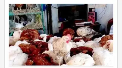 استقرار أسعار الدواجن في أسوان اليوم الخميس مع تفاصيل كاملة عن الأسعار