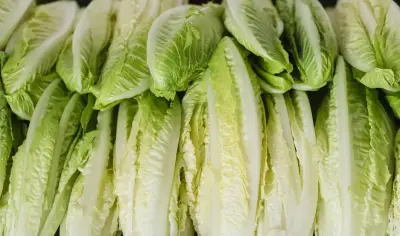 الخس على المائدة: سر الصحة الدائمة الذي ينصح به الخبراء