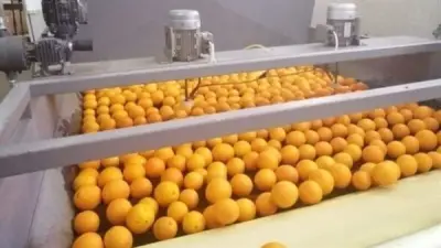 مصر تفتح سوق بنما أمام صادرات الموالح بعد استيفاء الشروط الفنية والصحية