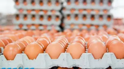استقرار أسعار كرتونة البيض اليوم الجمعة في بورصة الدواجن ومحال الجملة