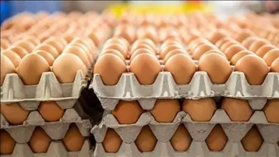 استقرار أسعار البيض اليوم في الأسواق المصرية خلال شهر رمضان