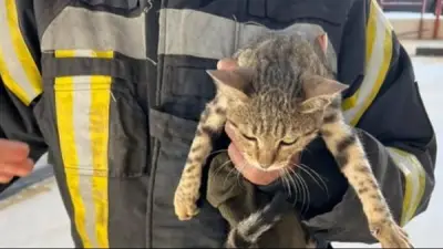 الحماية المدنية بالقاهرة تنقذ قطة عالقة بكوبري حسب الله الكفراوي باستخدام سلم هيدروليكي