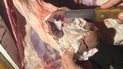 حملة بيطرية ليلية في الغربية تضبط ذبيحة كاملة مخالفة خارج المجازر