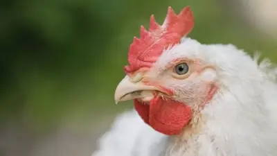 انخفاض جديد في أسعار الفراخ البيضاء يخفف العبء عن المواطنين في رمضان