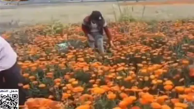 عميد صيدلة القاهرة: تسجيل معشبة النباتات الطبية دوليًا إنجاز عالمي يعزز البحث العلمي