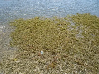 الري تطلق مبادرة لإعادة تدوير ورد النيل وتحويله لمنتجات يدوية