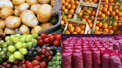 وزارة الزراعة تؤكد قدرة المنظومة على تلبية احتياجات الأسواق الخليجية من المنتجات المصرية