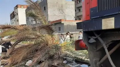 عودة حركة القطارات في الإسكندرية لطبيعتها بعد رفع نخلة سقطت على القضبان