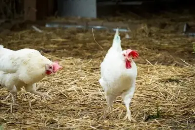 رئيس شعبة بيض المائدة: الفراخ البيضاء حل سحري وتتمتع بقيمة غذائية عالية