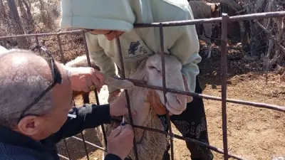 مركز بحوث الصحراء ينفذ قافلة بيطرية في شمال سيناء لتحسين صحة الثروة الحيوانية