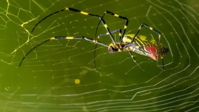 غزو جوي عناكب طائرة تهاجم أمريكا: ظاهرة غريبة تثير الذعر والاستغراب