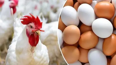ثاني أيام العيد يشهد استقرارًا في أسعار الدواجن والبيض مع تحركات طفيفة