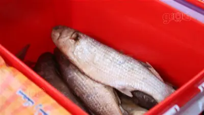 تحذير عاجل من المركز القومي للبحوث: مخاطر صحية خطيرة للأسماك المملحة في عيد الفطر