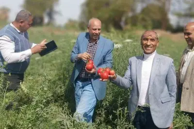 مدير معهد بحوث البساتين يوجه بالتوسع في زراعة هجن الطماطم الجديدة خلال المواسم المقبلة