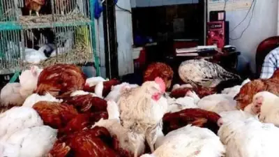 استقرار أسعار الدواجن في أسوان اليوم مع تفاوت بسيط بين الأسواق